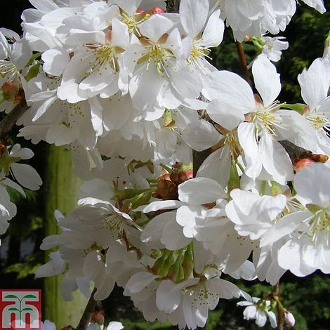 Prunus 'Snow Showers' 1 Prunus 'Snow Showers'