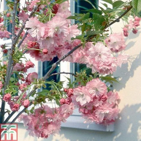 Prunus 'Little Pink Perfection' 1 Prunus 'Little Pink Perfection'