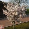 Prunus 'The Bride'