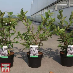 Prunus Nipponica Var. Kurilensis 'Ruby' -Fresh Sprout PRUN TKA3396 A