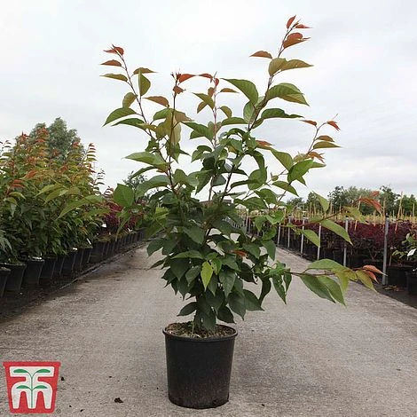 Prunus 'Kanzan' 2 Prunus 'Kanzan' - Image 2