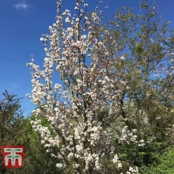 Prunus 'Amanogawa' 11 Prunus 'Amanogawa' -Fresh Sprout PRUN t45446 E1
