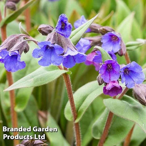 Pulmonaria 'Blue Ensign' 1 Pulmonaria 'Blue Ensign'