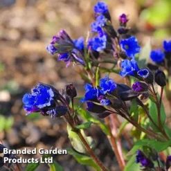 Pulmonaria 'Blue Ensign' 5 Pulmonaria 'Blue Ensign' -Fresh Sprout PULM T62252 C