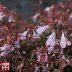 Fresh Sprout -Fresh Sprout Pinky