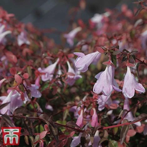 Abelia 'Pinky Bells' 2 Abelia 'Pinky Bells' - Image 2