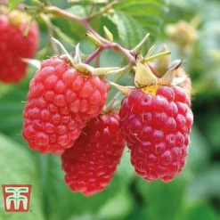 Raspberry Full Season Collection British Bred -Fresh Sprout RASP CWW3211 C