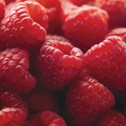 Raspberry Full Season Collection British Bred -Fresh Sprout RASP CWW3211 D