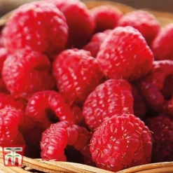 Raspberry Full Season Collection British Bred -Fresh Sprout RASP CWW3211 E