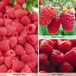 Raspberry Full Season Collection British Bred