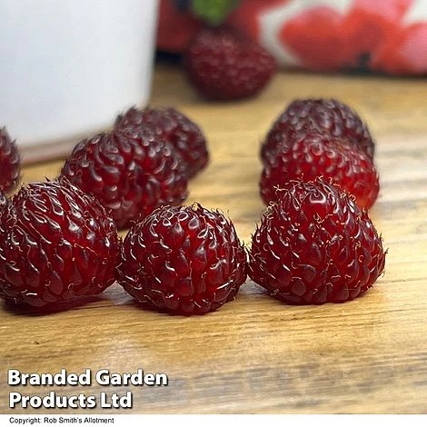 Rubus 'Hararasp' (Raspberry Tree) 2 Rubus 'Hararasp' (Raspberry Tree) - Image 2