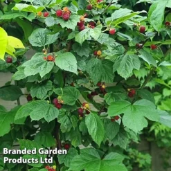 Rubus 'Hararasp' (Raspberry Tree) 11 Rubus 'Hararasp' (Raspberry Tree) -Fresh Sprout RASP TREERASPB H43989