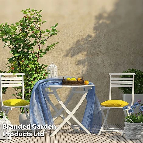 Rubus 'Hararasp' (Raspberry Tree) 7 Rubus 'Hararasp' (Raspberry Tree) - Image 7