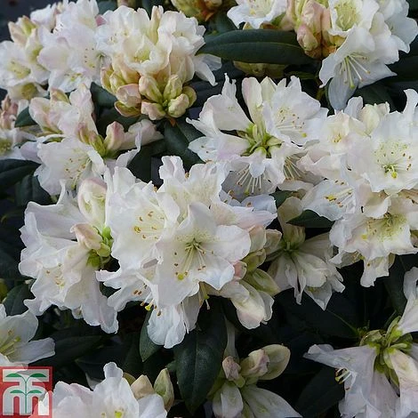Rhododendron 'Dora Amateis' 1 Rhododendron 'Dora Amateis'