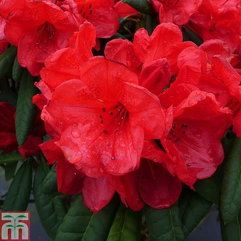 Rhododendron 'Elizabeth Red Foliage' 1 Rhododendron 'Elizabeth Red Foliage'
