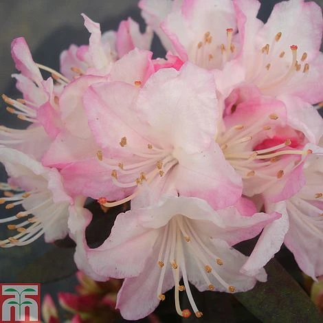 Rhododendron 'Ginny Gee' 1 Rhododendron 'Ginny Gee'