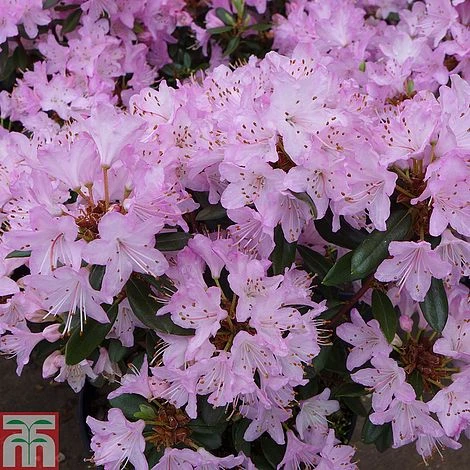 Rhododendron 'Pintail' 1 Rhododendron 'Pintail'