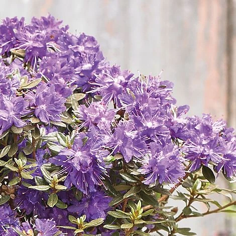 Rhododendron 'Azurika' 2 Rhododendron 'Azurika' - Image 2