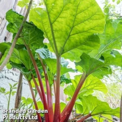 Rhubarb Taster's Collection 6 Rhubarb Taster's Collection -Fresh Sprout RHUB KC4676 C
