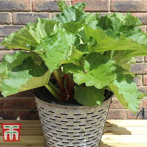 Rhubarb 'Sanvitos®' Duo 2 Rhubarb 'Sanvitos®' Duo - Image 2