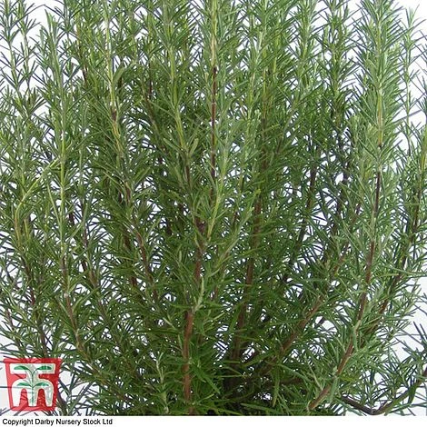 Rosemary 'Miss Jessop's Upright' 1 Rosemary 'Miss Jessop's Upright'