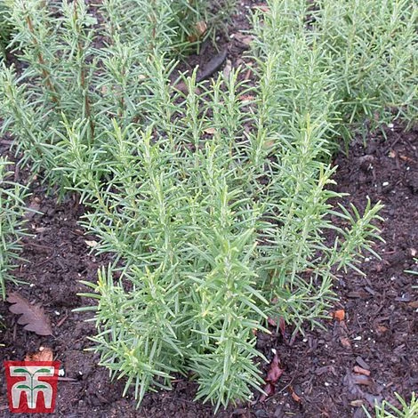 Rosemary 'Miss Jessop's Upright' 2 Rosemary 'Miss Jessop's Upright' - Image 2