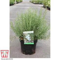 Rosemary 'Miss Jessop's Upright' 5 Rosemary 'Miss Jessop's Upright' -Fresh Sprout ROS TKA0951 C