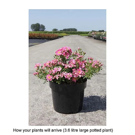 Rose 'Pink Pins' 2 Rose 'Pink Pins' - Image 2