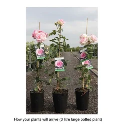 Rose 'Eden Rose 88' -Fresh Sprout ROSA T68469 B h