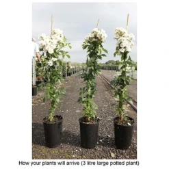 Rose 'Guirlande D'Amour' -Fresh Sprout ROSA T68479 B h