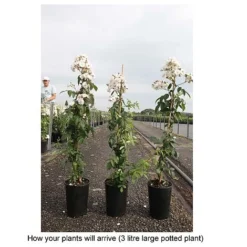 Rose 'Guirlande Rose' -Fresh Sprout ROSA T68481 B h