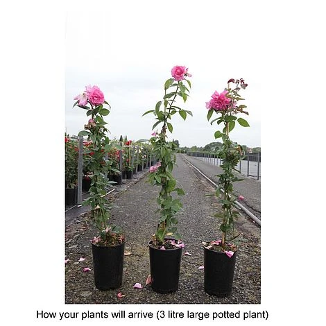 Rose 'Zéphirine Drouhin' 2 Rose 'Zéphirine Drouhin' - Image 2