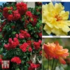 Rose 'Climbing Collection'