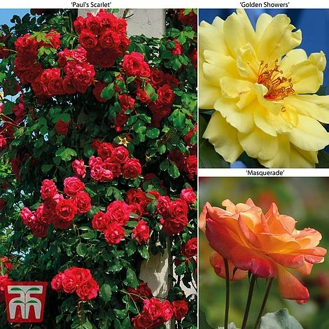 Rose 'Climbing Collection' 1 Rose 'Climbing Collection'