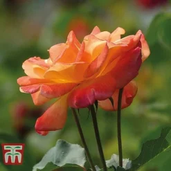 Rose 'Climbing Collection' 7 Rose 'Climbing Collection' -Fresh Sprout ROSE T11940P D