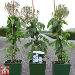 Rose 'Bobbie James' (Rambling Rose) -Fresh Sprout ROSE TKA3470 A