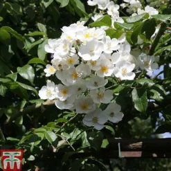 Rose Filipes 'Kiftsgate' (Rambling Rose)