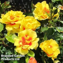 Rose 'Peter's Persica' (Climbing Patio) -Fresh Sprout ROSE PETERSPER H50317