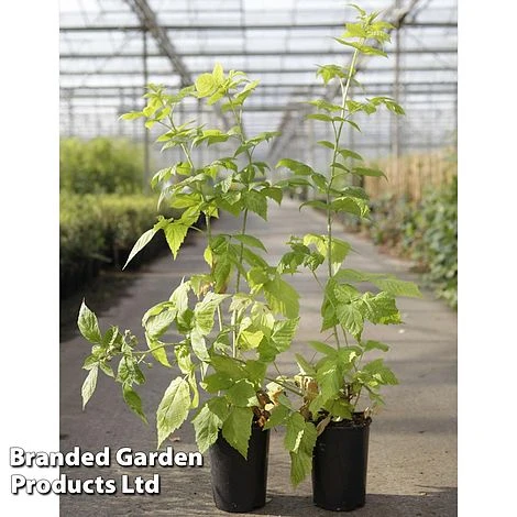 Raspberry 'Groovy' (Autumn Fruiting) 1 Raspberry 'Groovy' (Autumn Fruiting)