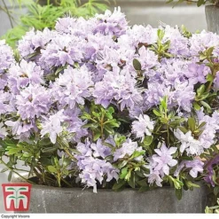 Rhododendron 'Summer Blues Collection' -Fresh Sprout Rhododendron Summer Blues Gristede