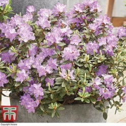 Rhododendron 'Summer Blues Collection' -Fresh Sprout Rhododendron Summer Blues Ramapo