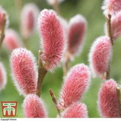 Salix Gracilistyla 'Mount Aso' -Fresh Sprout SALI TKA2997 B