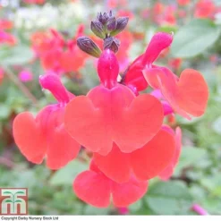 Salvia 'Royal Bumble'