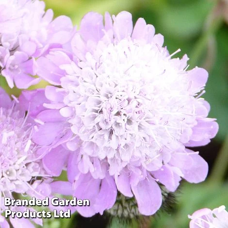 Scabiosa Columbaria 'Pincushion Pink' 1 Scabiosa Columbaria 'Pincushion Pink'