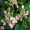 Schizophragma Hydrangeoides 'Rose Sensation'