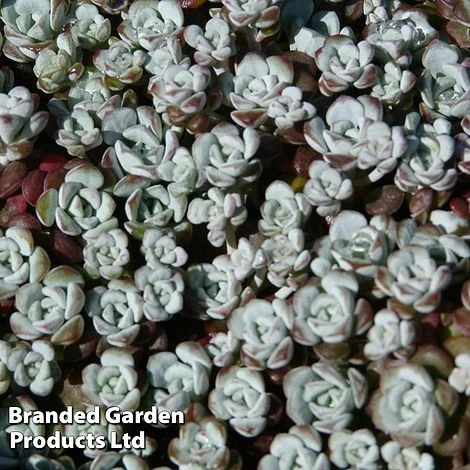 Sedum Spathulifolium 'Cape Blanco' 1 Sedum Spathulifolium 'Cape Blanco'