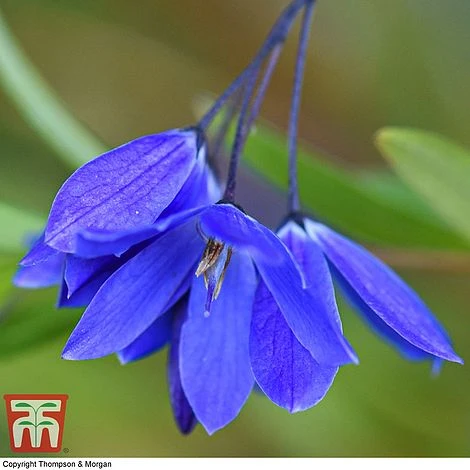 Sollya Heterophylla 'Ultra Blue' 3 Sollya Heterophylla 'Ultra Blue' - Image 3