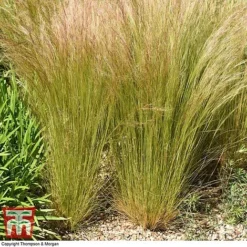 Stipa Tenuissima 8 Stipa Tenuissima -Fresh Sprout STIP TKA0725 B