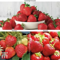 New Arrival 4 Strawberry Full Season Collection