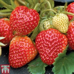 Strawberry Full Season Collection 9 Strawberry Full Season Collection -Fresh Sprout STRA CWW3188 B
